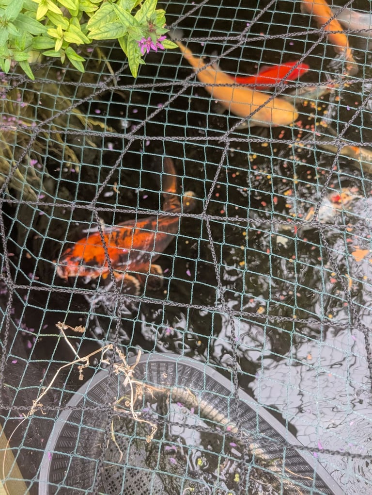 Pond fish for sale