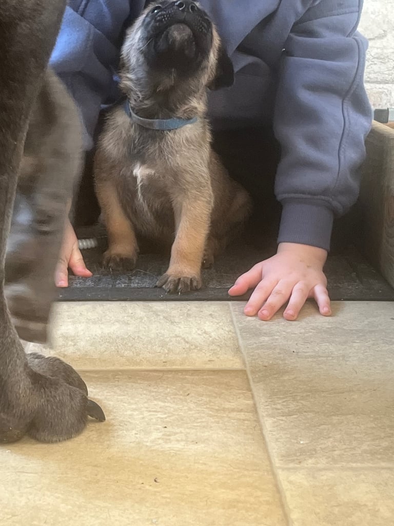 Cane Corso × Belgian Malinois Puppies 3/4 left 