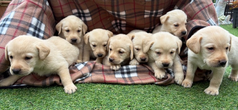 Yellow Labrador puppies for sale
