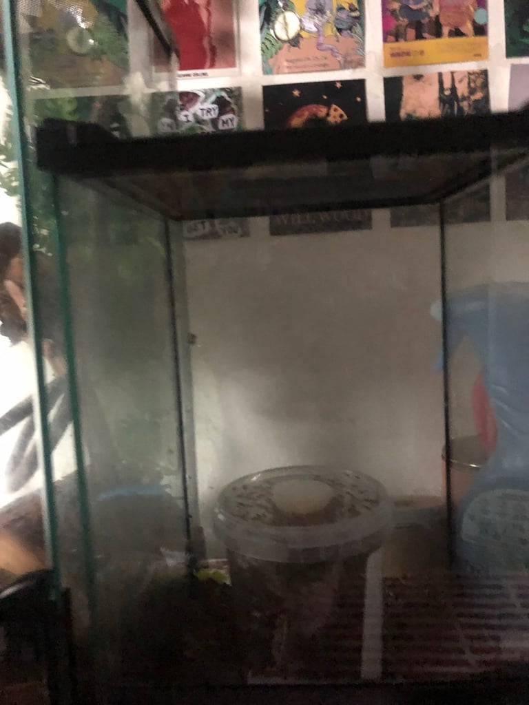 Crested gecko terrarium 