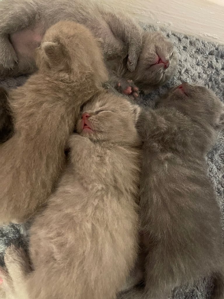 British shorthair kittens 