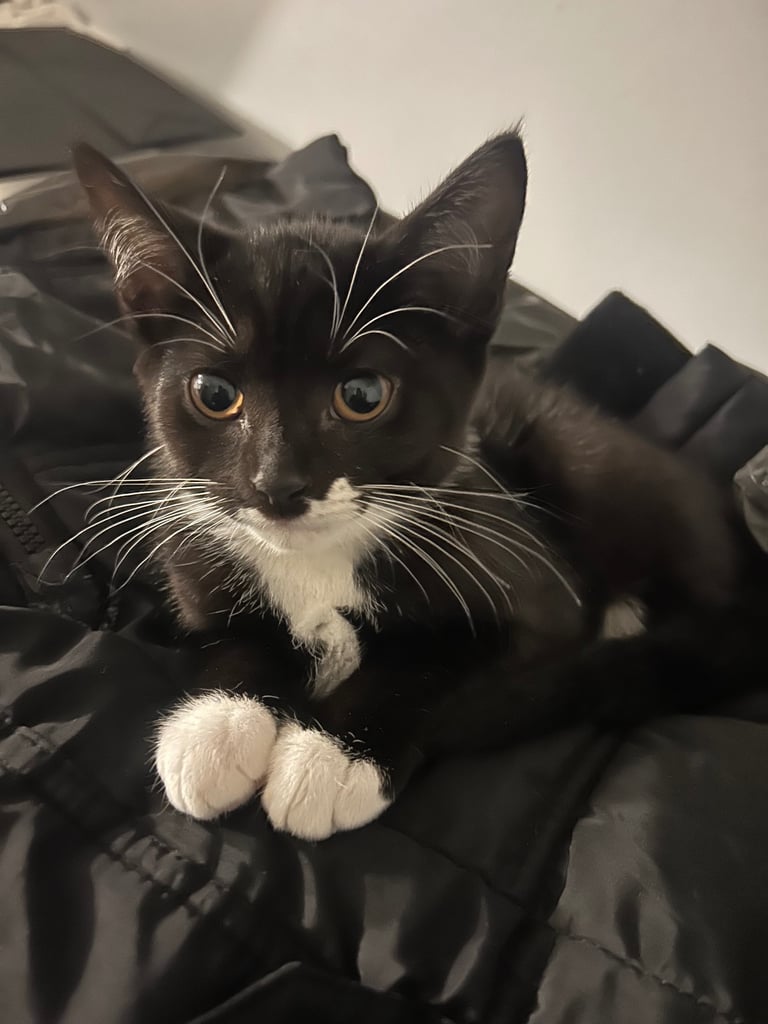 11 week old kittens for sale. 