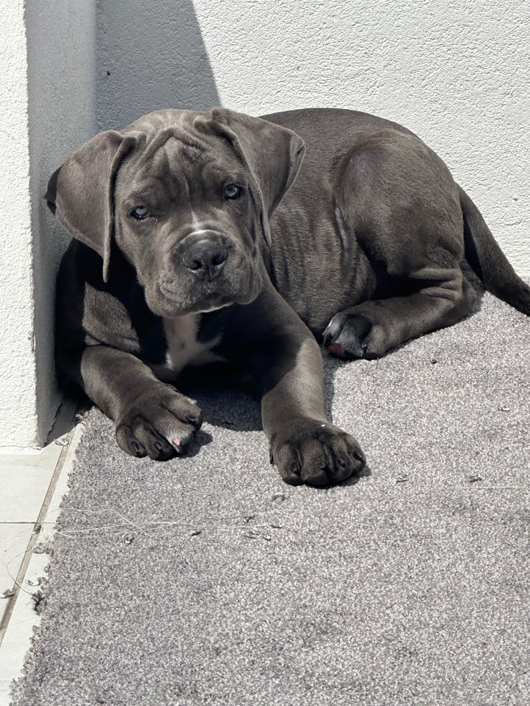 Elite Champion Bloodline Cane Corso puppies