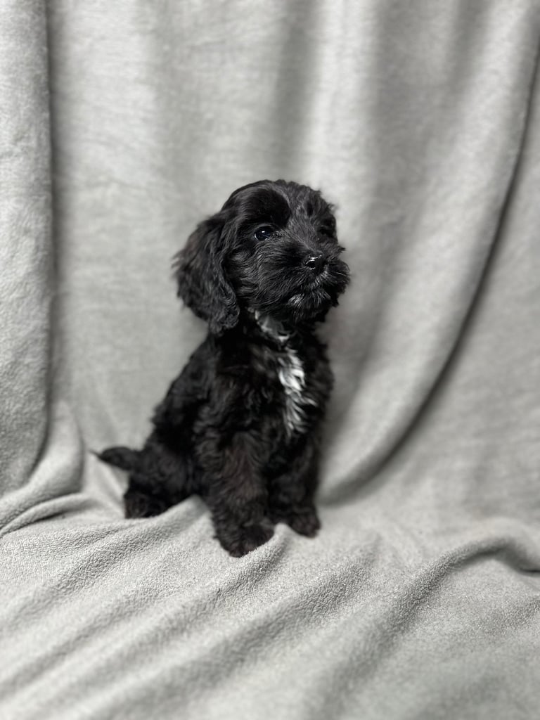 Cockapoo puppys 