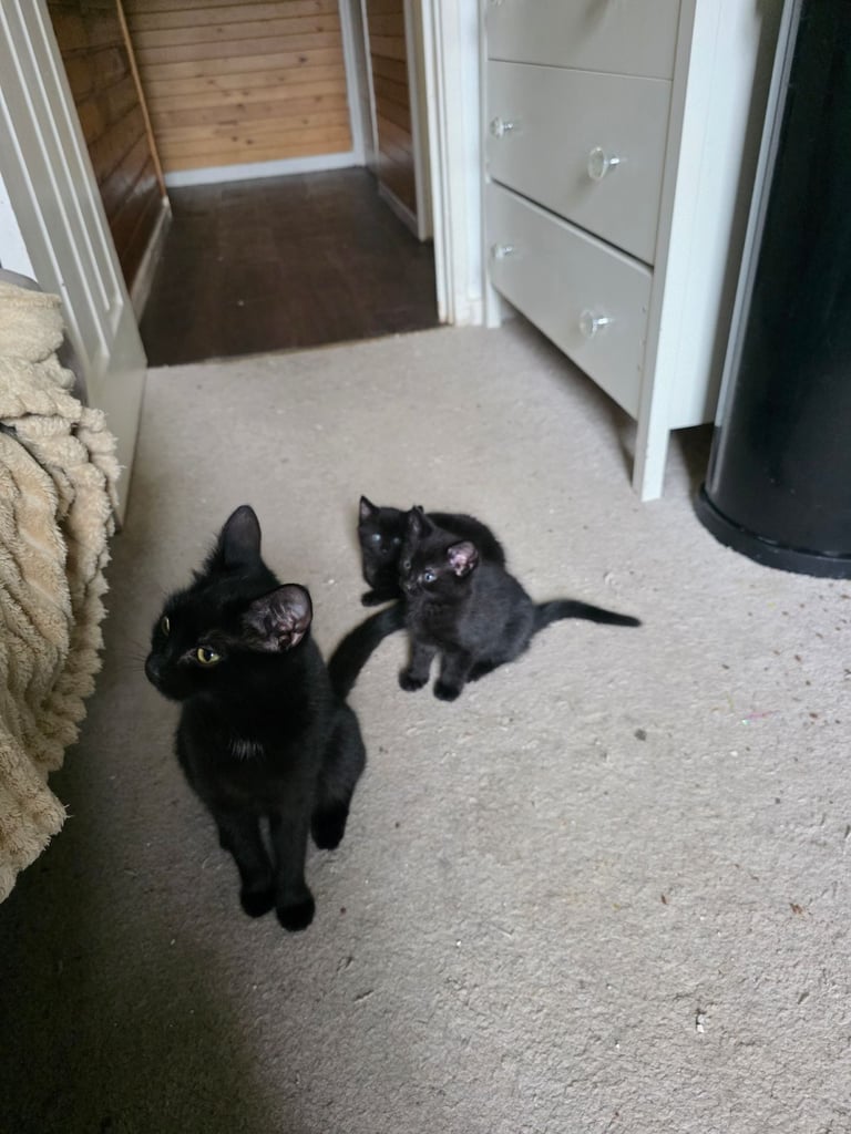 Kittens