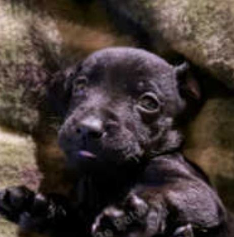 Full Patterdale terrier puppies available now