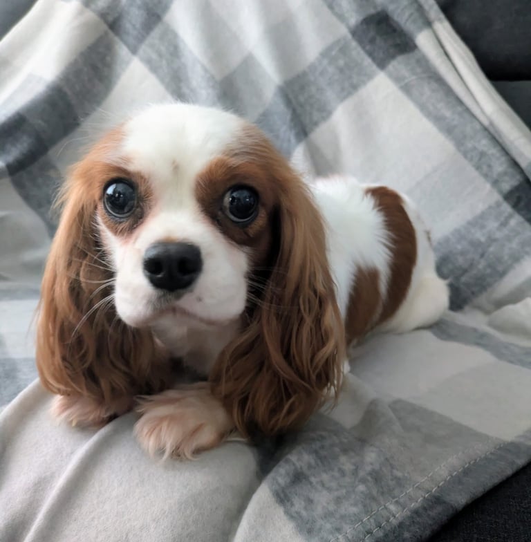 Charles Cavalier Puppies For Sale Cavalier Jack Russell Mix