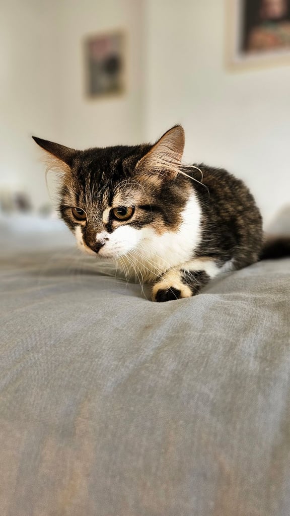 2 beautiful female tabby kittens for sale