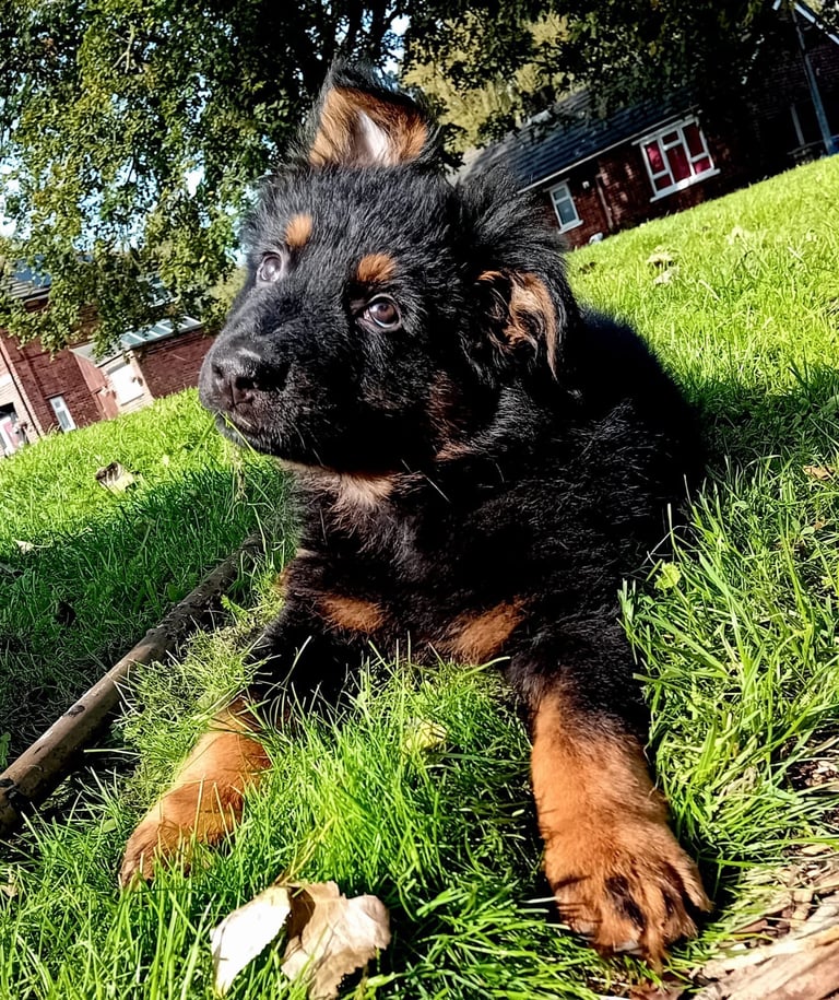 German shepherd puppy 