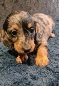 DAPPLE LONG HAIRED DACHSHUND 