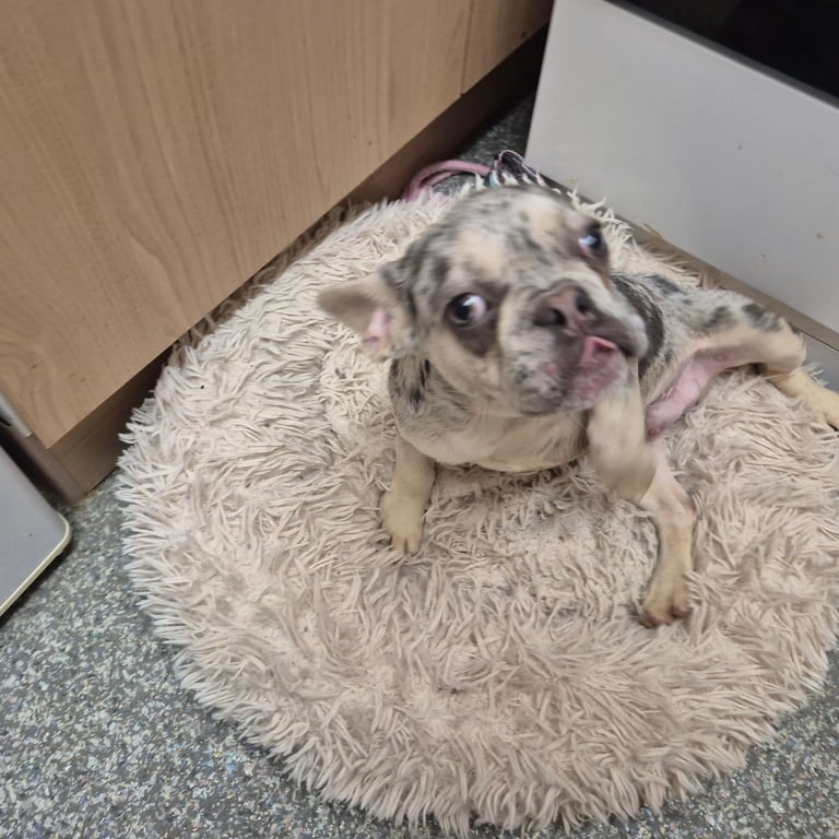 French Bulldog Puppy