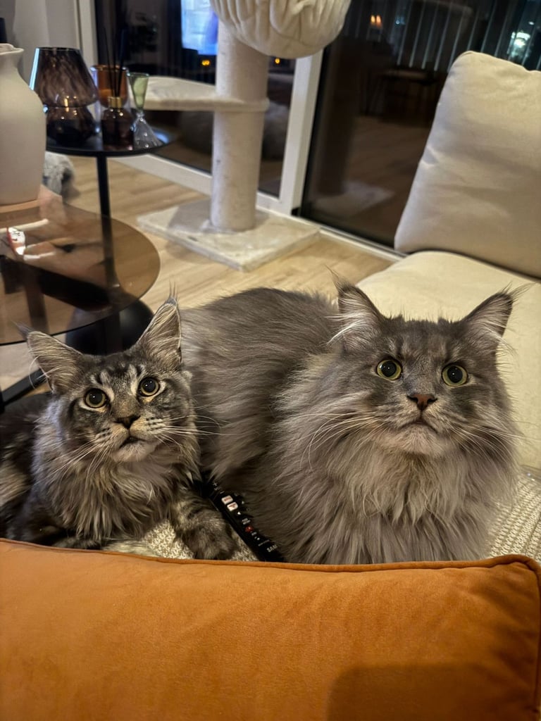 1 maine coon and one siberian cross maine coon for sale