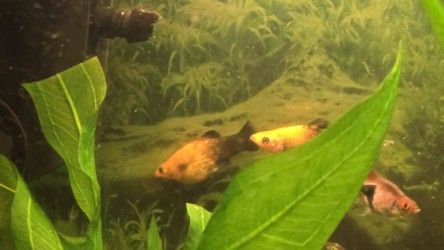 Well running fish tank for beginners 