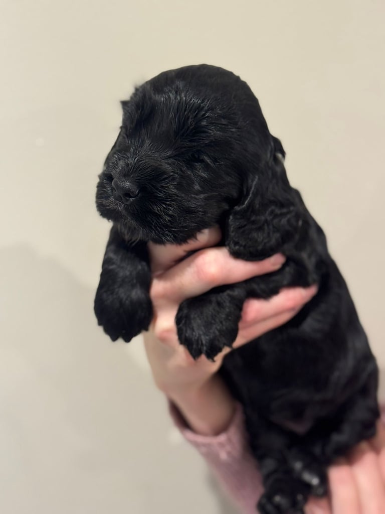 Beautiful black cocker spaniel puppies 