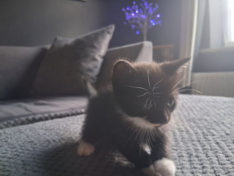 Female kitten 