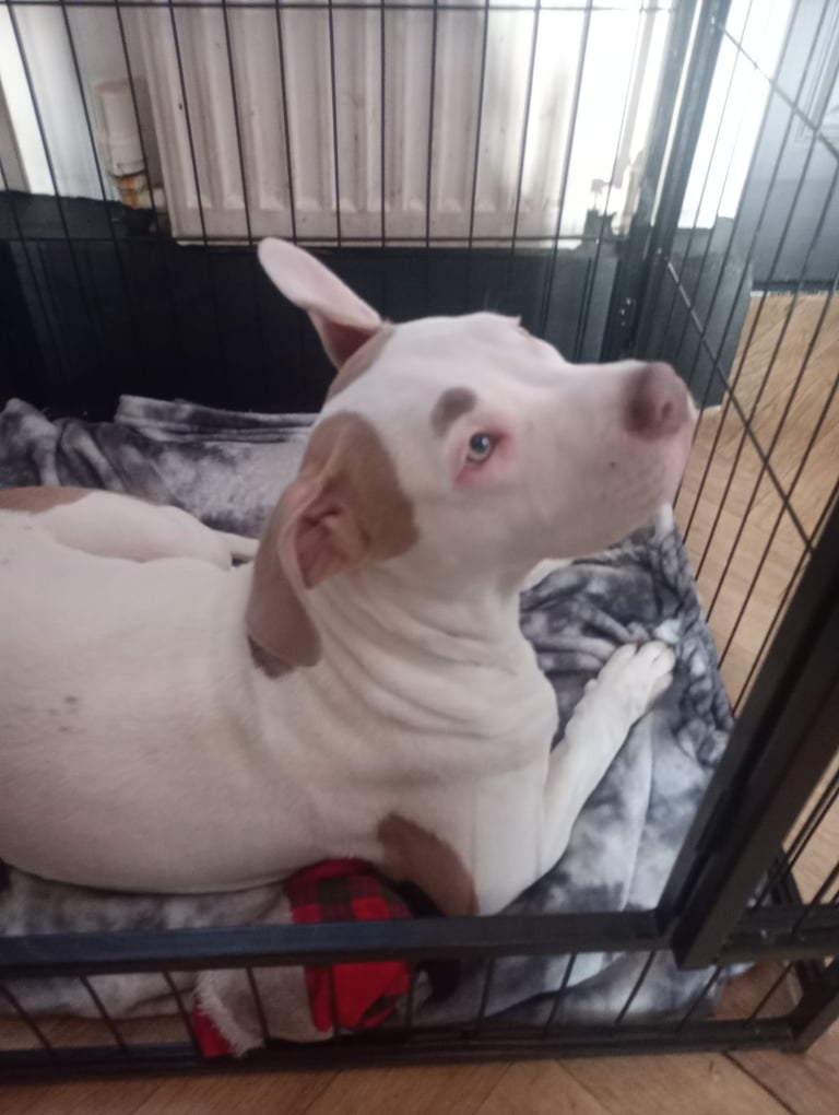 Mixed breed for sale 