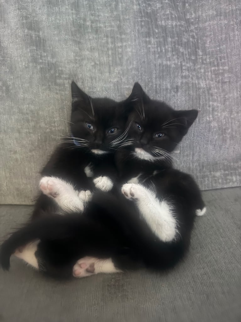 2 British short hair cross breed