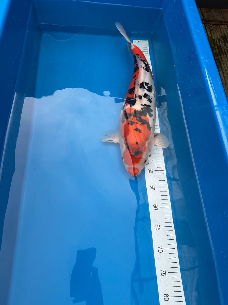 One Japanese koi 50cm sex unknown