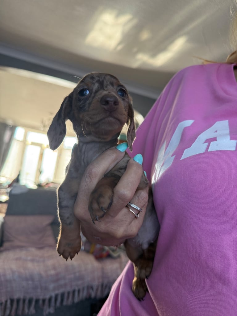 Chocolate fluffy Dauchshund merl