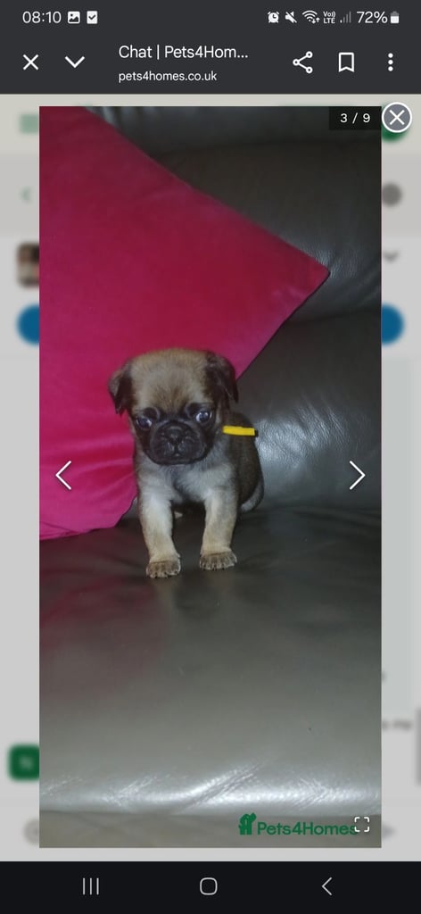 Pug puppies 