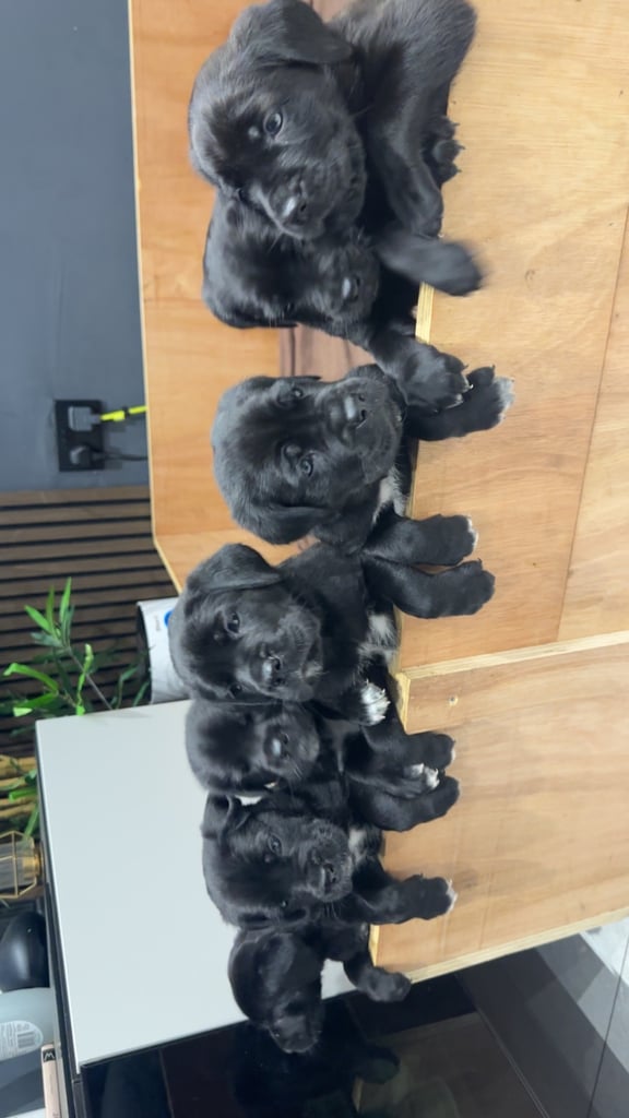 Cane corso puppies
