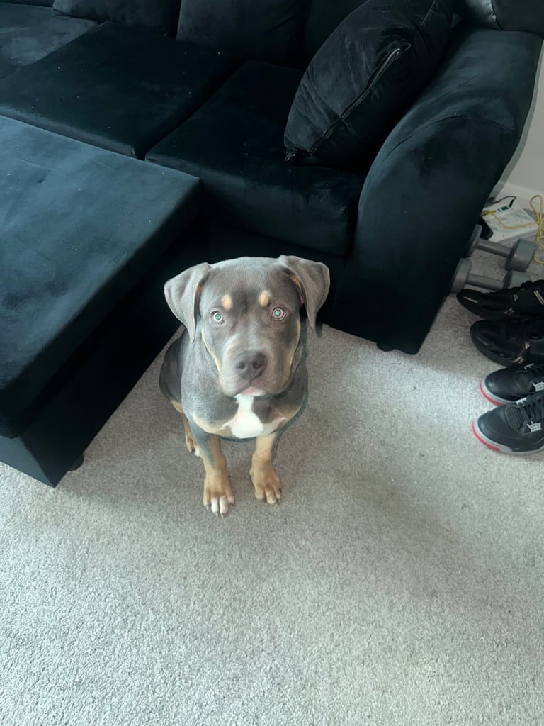 image for 4-Month-Old Blue Standard American Bully – Microchipped, Vaccinated & House Trained