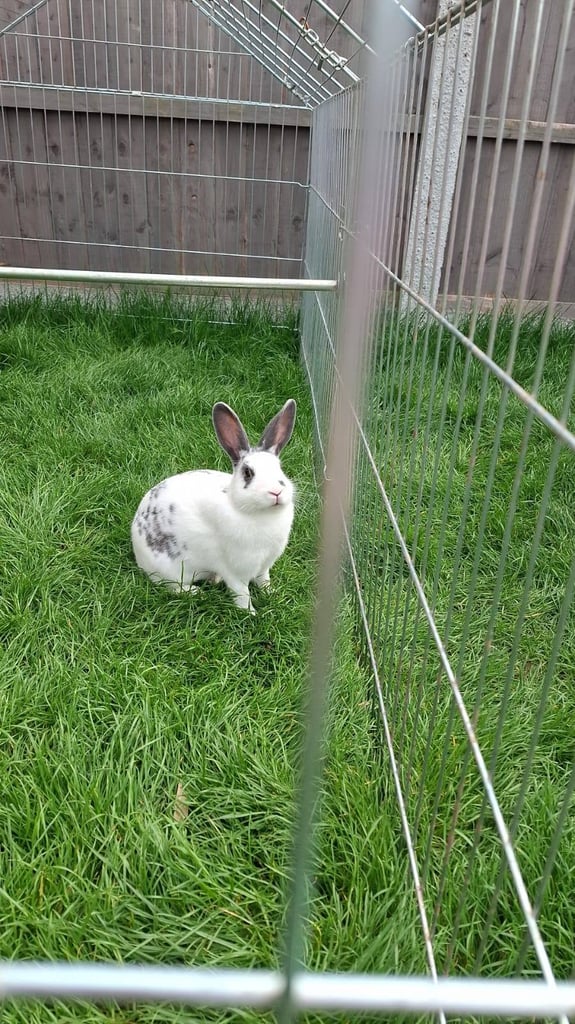 image for Rex rabbit for rehoming 