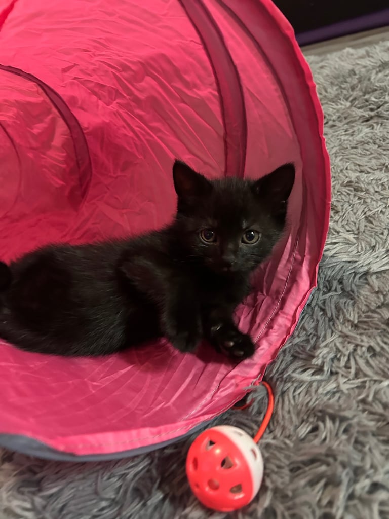 8 week old girl and boy kitten 🐈‍⬛ 