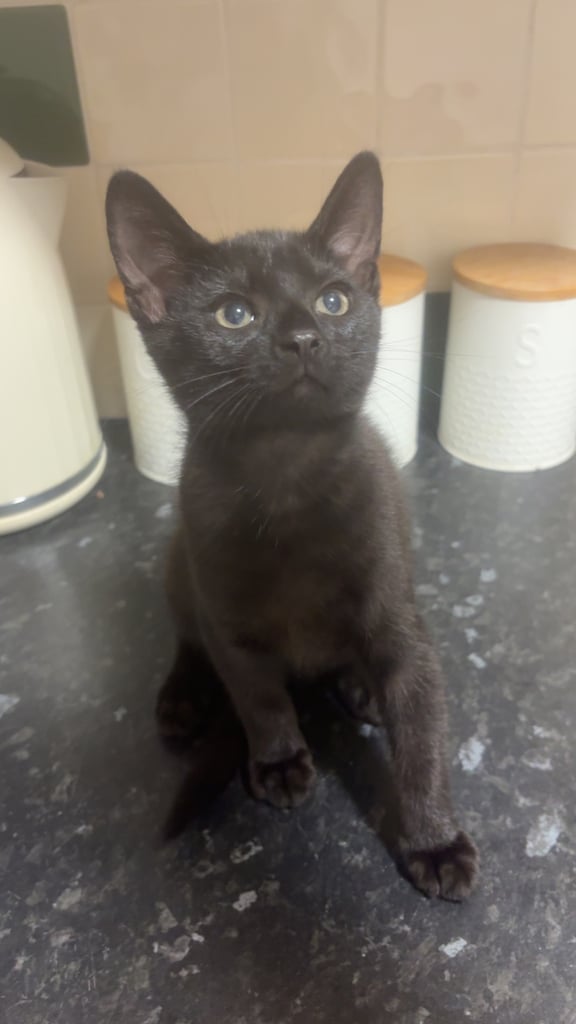 2 kittens left £50 for both. !URGENT!