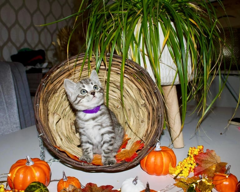 Beautiful Bengal Kittens 