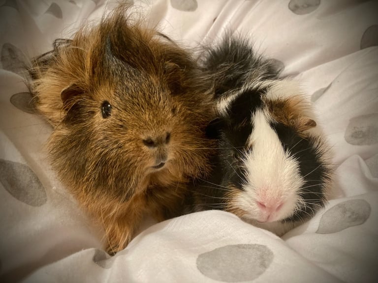 image for Veda & Crumpet Guinea pigs