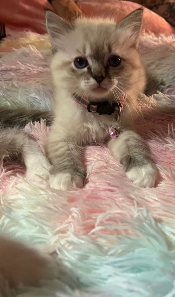 Full Ragdoll Kittens