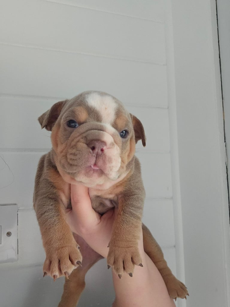 kc british bulldogs 