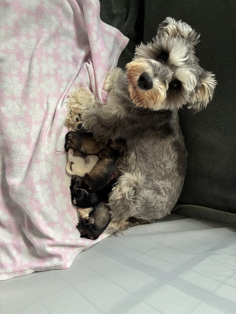 Miniature schnauzer puppies 