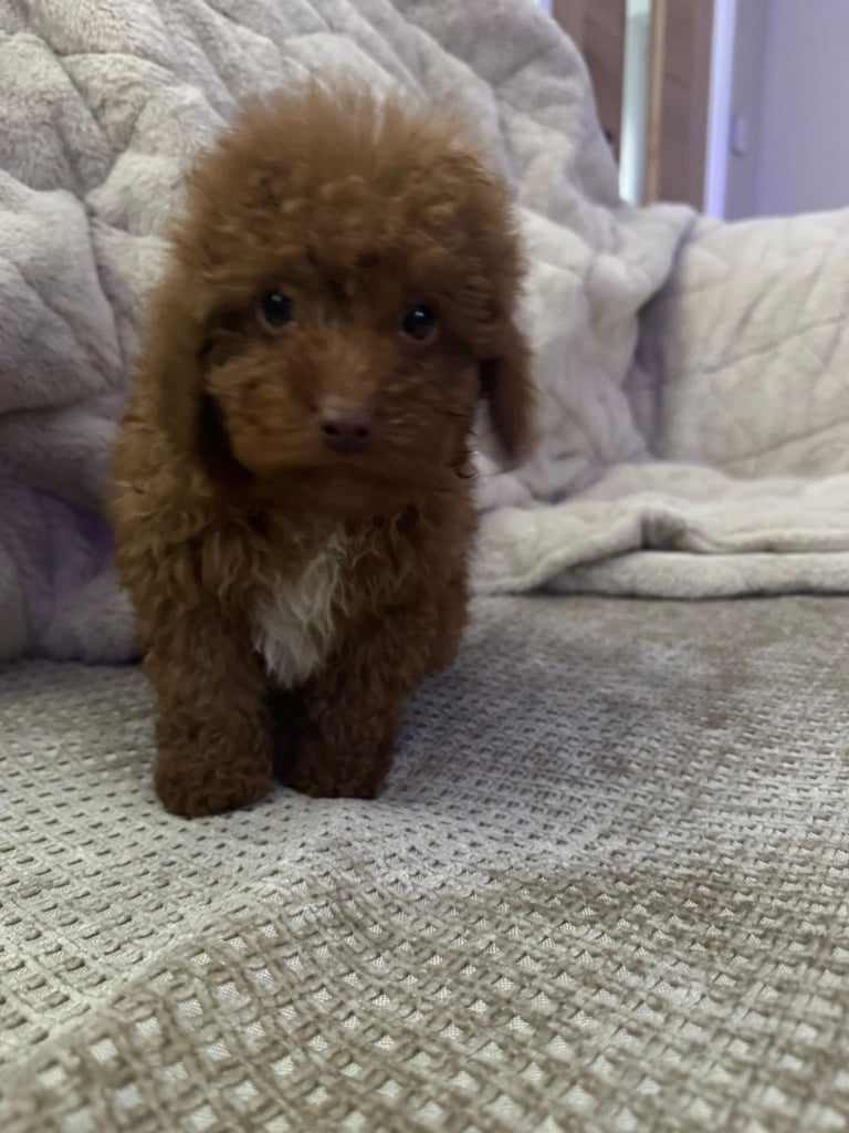 Beautiful miniature poodles