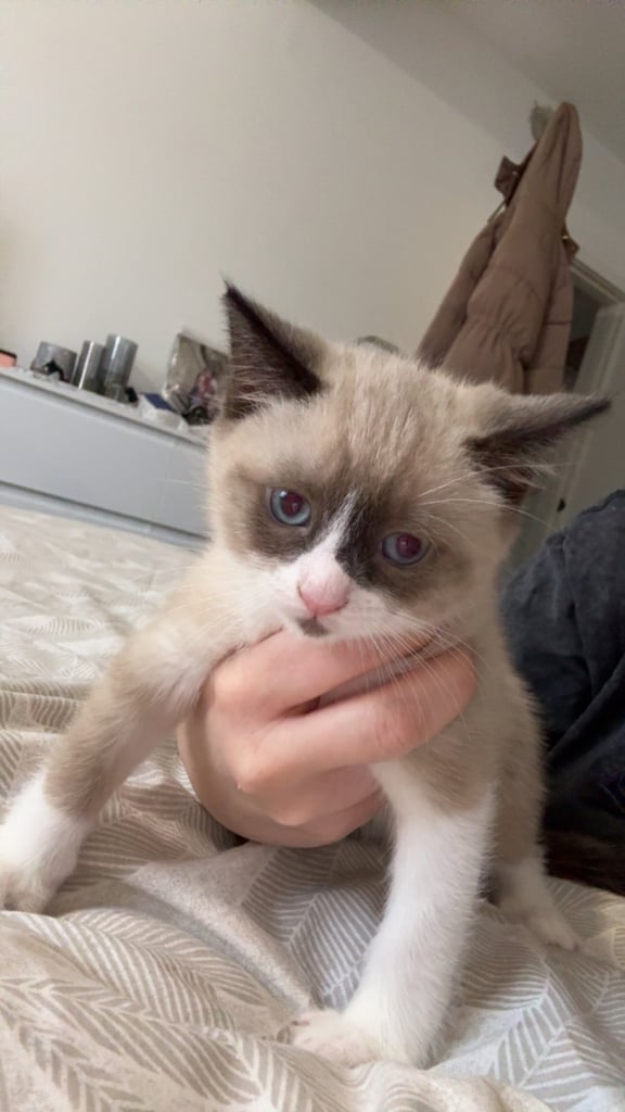 Beautiful mix breed kittens
