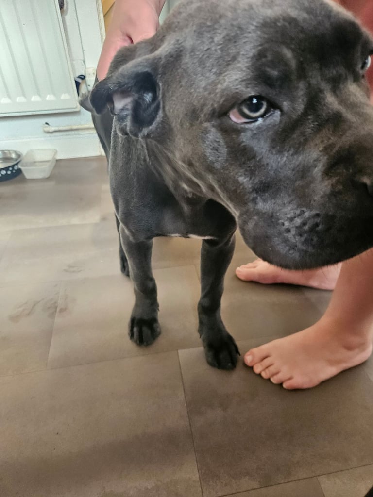 Cane corso pup 7 months old