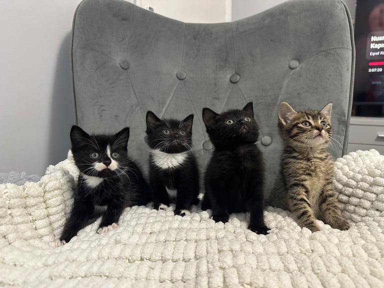 Very friendly  kittens 