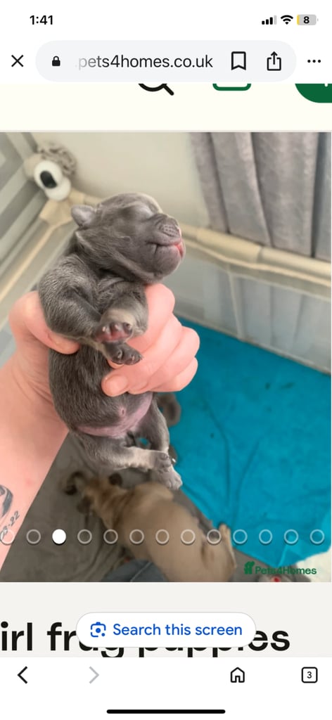 Beautiful frug puppies for sale