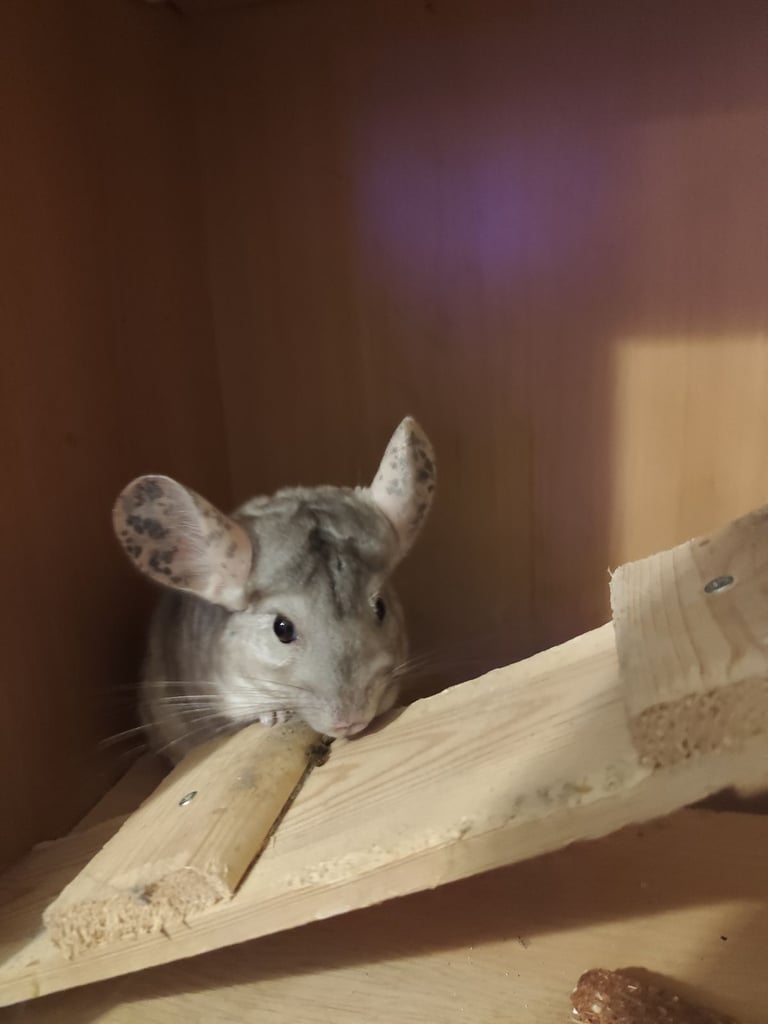 image for Chinchila 