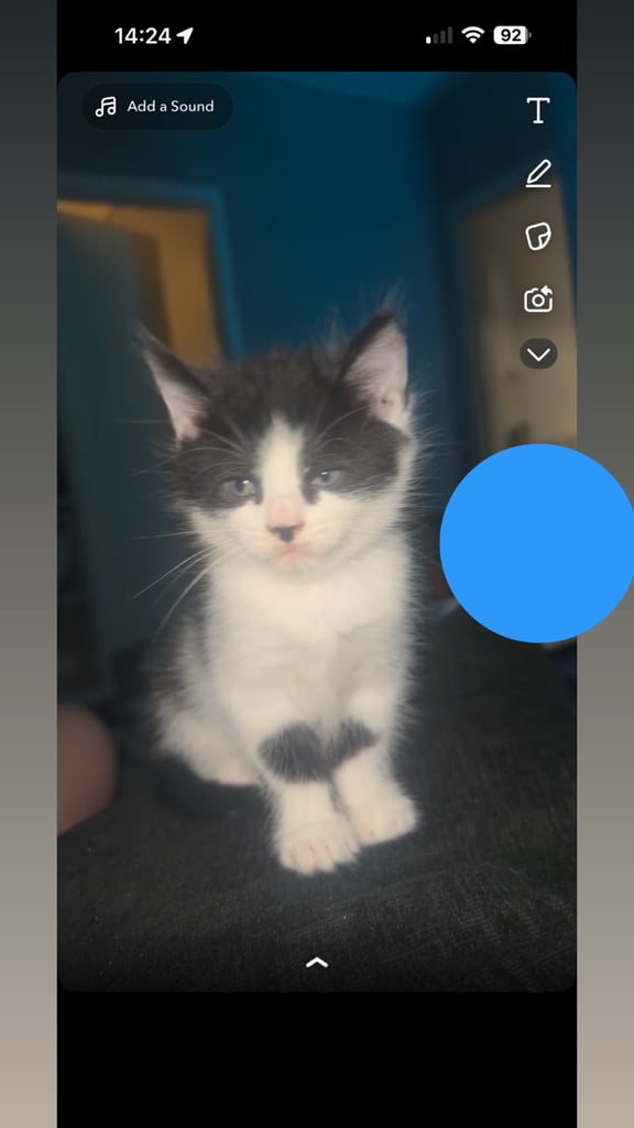 4 kittens for sale 2 female 2 male