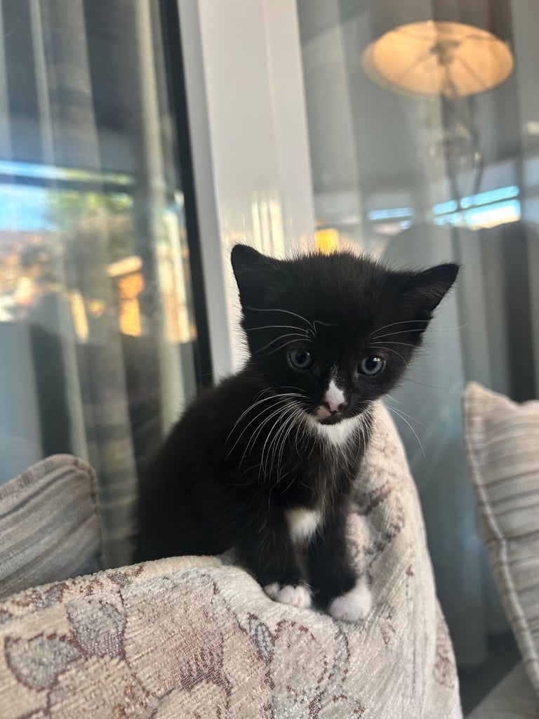 Kitten 