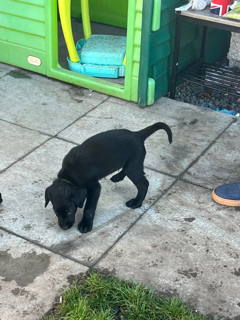 Lab cross dobe puppies
