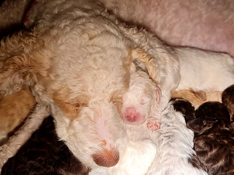 Lagotto Romagnolo -The best breed 