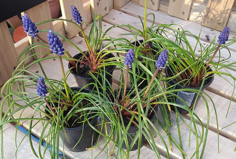 Small pots of Muscari Armeniacum / Grape Hyacinth