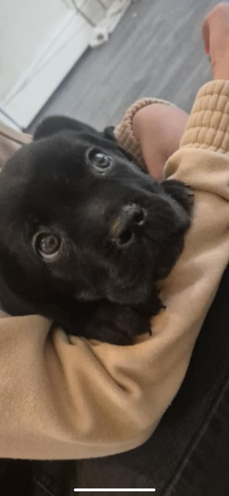 image for Stunning Cane Corse puppy for sale -  fully health checked & ready to leave. 