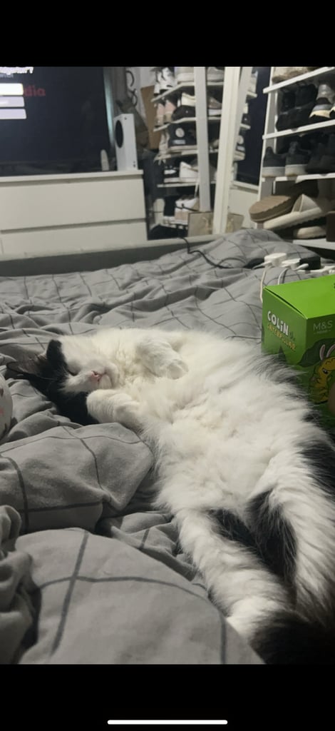 Loving Indoor Cats Looking for Their Forever Homes 🐾