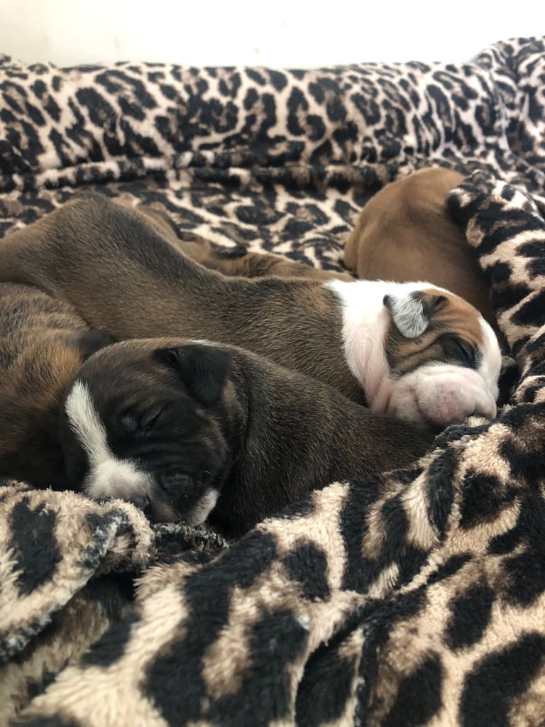 Staffordshire Bull Terrier x puppies for sale