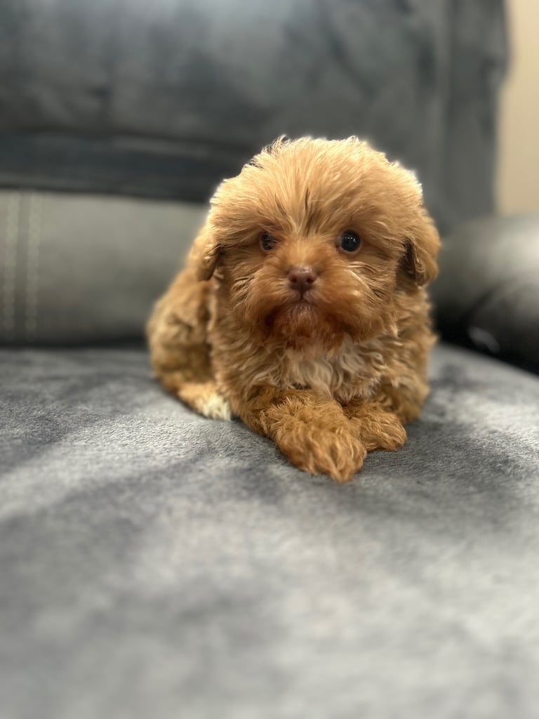 Imperial Shihpoo puppies 