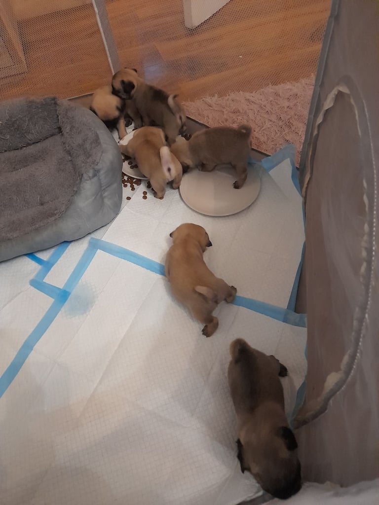 Pug puppys 4  boys ready now